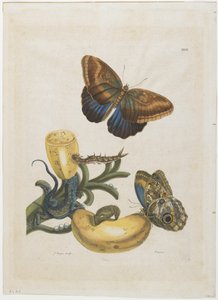 Bananen en blauwe hagedis, 1705-71